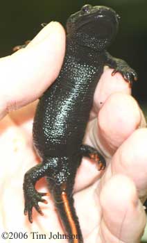 Tylototriton asperrimus