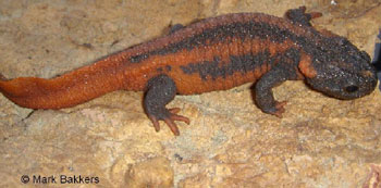 Tylototriton kweichowensis