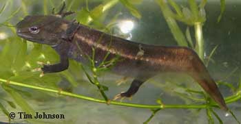 Tylototriton kweichowensis