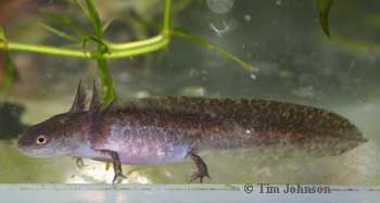 Tylototriton kweichowensis