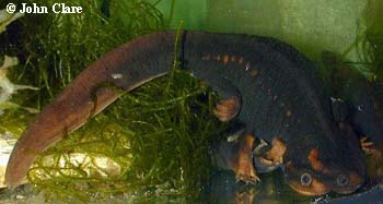 Tylototriton verrucosus