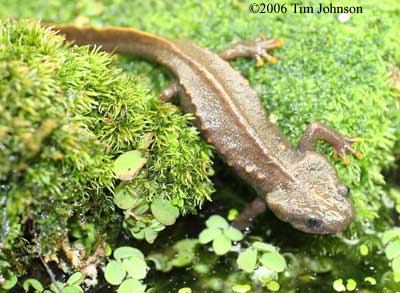 Tylototriton vietnamensis