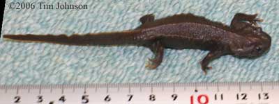 Tylototriton vietnamensis